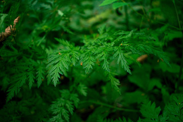 green leaves of a fern