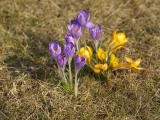 Tapis de fleurs de crocus jaune (Crocus vernus) et crocus printaniers (crocus flavus)