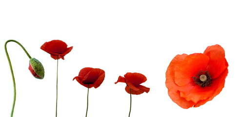 FlowerFour open flowers and a bud of poppies, on a white background, isolated
