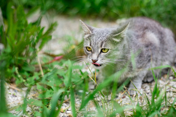 Naklejka na ściany i meble gray cat in the grass