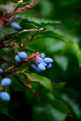 wild berries on a branch