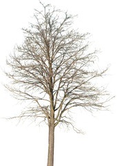 Robinia pseudoacacia - Robinie