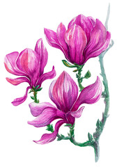 Obraz premium painted magnolia flowers on a white background