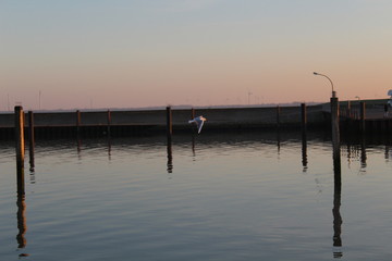 Obraz premium A seagull in the evening in the harbor