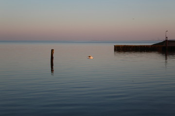 A seagull in the evening in the harbor