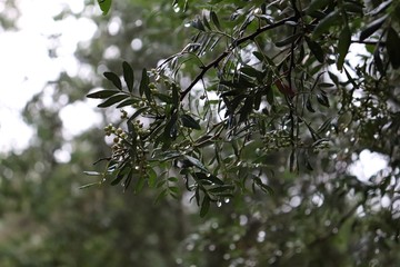 Naturaleza bajo la lluvia