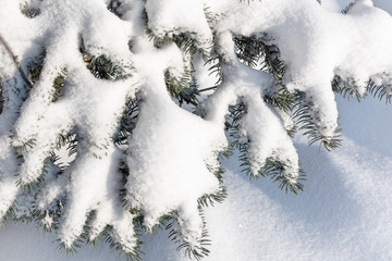 Green spruce branches covered with fresh snow.