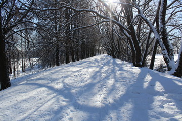 snowy road in winter forest