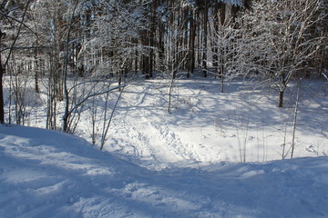 winter in the forest