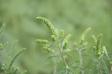 Young branch ambrosia blooming in the field. Plant causing allergies. Selective focus.