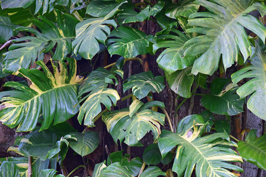 Epipremnum aureum (Efeutute) in den Subtropen