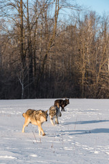Fototapeta na wymiar Trio of Grey Wolves (Canis lupus) in Snowy Field Winter