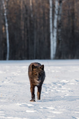 Black Phase Grey Wolf (Canis lupus) Walks Forward Through Snowy Field Winter