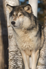 Grey Wolf (Canis lupus) Stands Winter