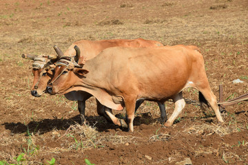 Fototapeta premium Ochsengespann beim Pflügen
