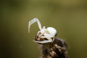 spider on branch