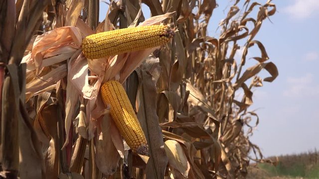 Ripe corn on the cob in cultivated agricultural field i sready fot harvest season