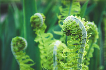 Beautyful ferns leaves in spring