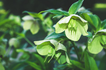 Helleborus Flower (Christmas Rose) in garden