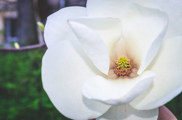 Obraz premium Close-up view of beautiful magnolia flowers in spring