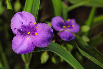 Close-up of lilac Virginia spiderwort (tradescantia ohiensis) flower on the summer meadow