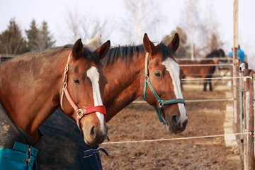 Obraz premium Brown horses on a paddock