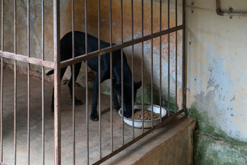 Black street dog in a cage