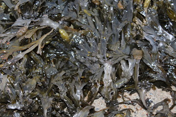 Algae in the North Sea
