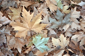 Hojas de arbol caidas en otoño
