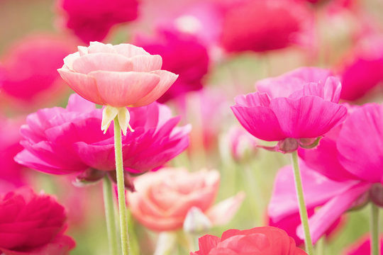 Photograph of a field of bright pink and coral colored Ranunculus flowers