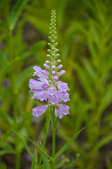 Another purple flower in th grass