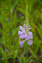 Purple flower in th grass