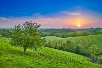 Obraz premium Sunrise Over Field with Tree