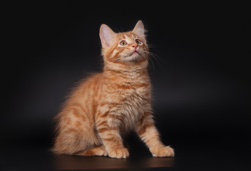 Red little cat on black background, studio shot