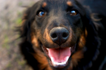 dog best human friend 