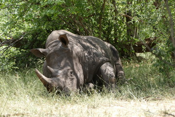 Breitmaulnashorn