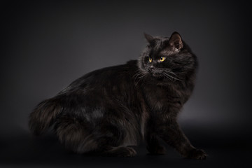 Fototapeta premium Black cat is isolated a black background