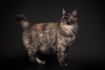 Gray cat bobtail is isolated a black background