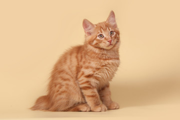 Red, small kitten on Studio cream background