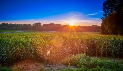 Naklejka premium Corn Field with Irrigation System at Sunset