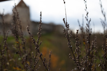 Pflanzen im Vordergrund & Burg Falaise im Hintergrund