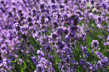 View of summer meadow with  common lavender flowers