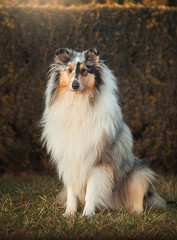 Collie dog sitting in an autumn meadow at sunset