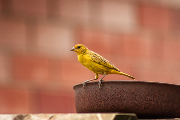 Canary Birdy 