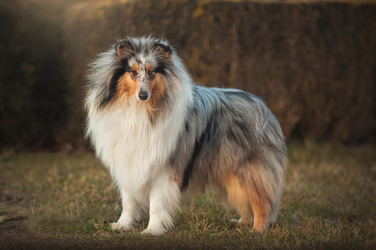 Collie dog sitting in an autumn meadow at sunset
