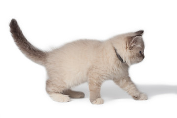 Cat on white background.