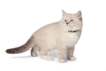 Cat on white background.