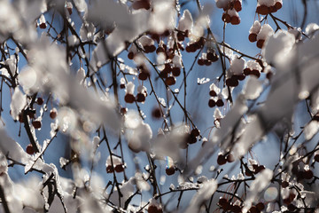 Wild apples covered with snow