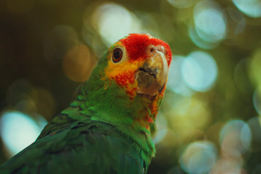 Perico Photos Royalty Free Images Graphics Vectors Videos Adobe Stock