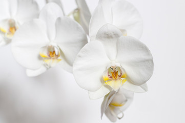 Fototapeta na wymiar Orchid as a gift for your beloved. White Phalaenopsis.